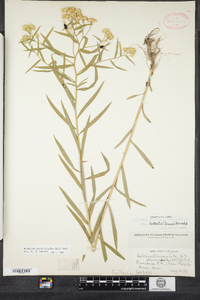 Euthamia graminifolia image