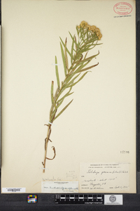 Euthamia graminifolia image