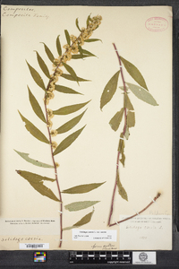 Solidago caesia image