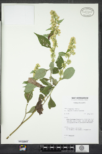 Solidago flexicaulis image