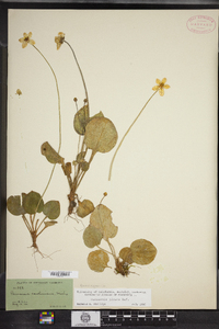 Parnassia glauca image