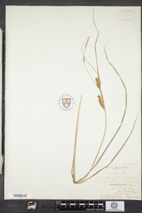 Carex vesicaria image