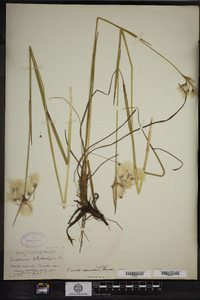 Eriophorum viridicarinatum image