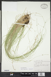 Carex trisperma image