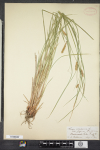 Carex vesicaria image