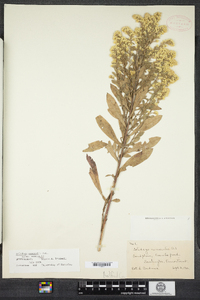 Solidago nemoralis image