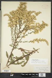 Solidago nemoralis image