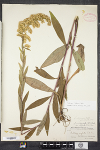 Solidago uliginosa image