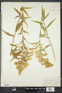 Solidago odora image