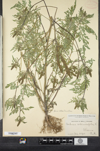 Ambrosia artemisiifolia image