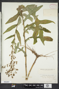 Lactuca canadensis image