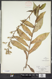 Lactuca canadensis image