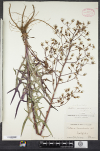 Lactuca canadensis image