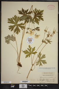 Geranium maculatum image