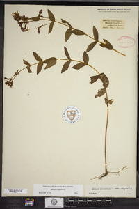 Rhexia virginica image