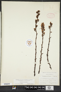 Monotropa hypopithys image