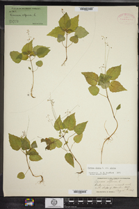 Circaea alpina image