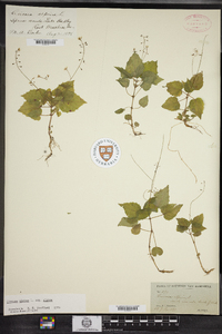 Circaea alpina image