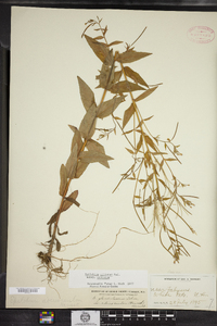 Epilobium ciliatum image