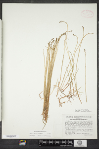 Myriophyllum tenellum image