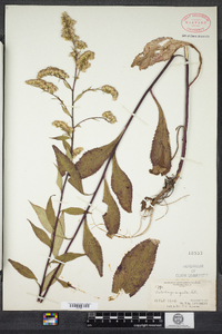 Solidago arguta image