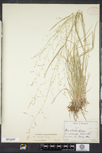 Poa alsodes image