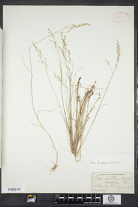 Poa palustris image