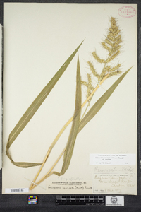 Echinochloa muricata image