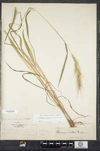 Echinochloa walteri image