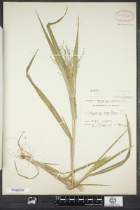 Panicum capillare image