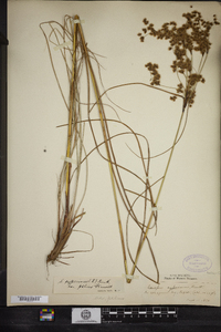 Scirpus cyperinus image