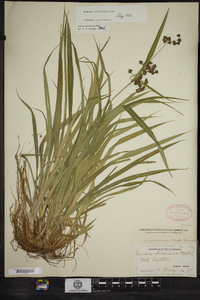 Scirpus hattorianus image