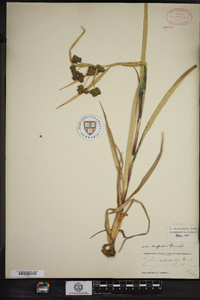 Scirpus microcarpus image