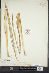 Spartina alterniflora image