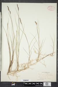 Spartina patens image