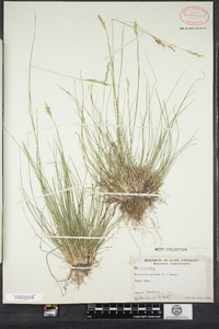 Danthonia spicata image