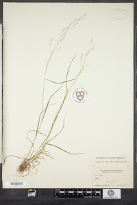 Agrostis perennans image