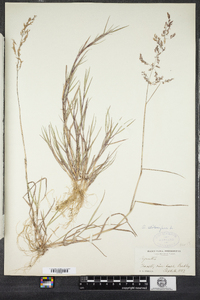 Agrostis stolonifera image