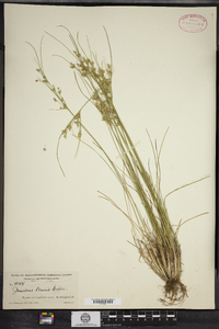 Juncus tenuis image