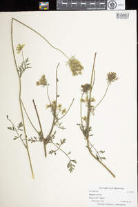 Daucus carota image