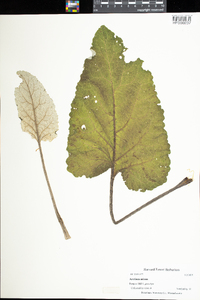 Arctium minus image