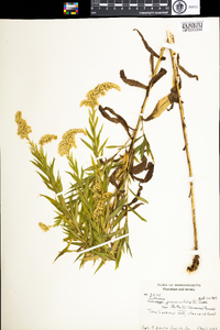 Euthamia graminifolia image