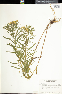 Euthamia graminifolia image