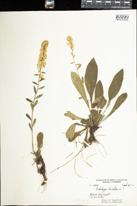 Solidago bicolor image