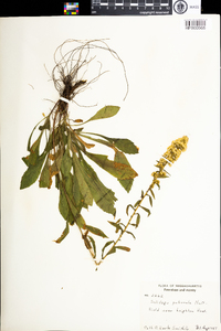 Solidago puberula image