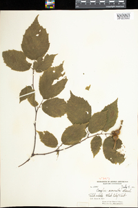 Corylus cornuta image