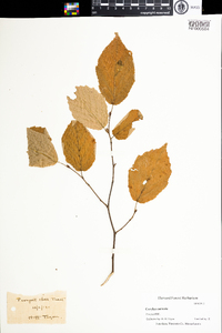 Corylus cornuta image