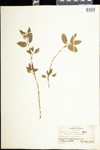 Lonicera canadensis image