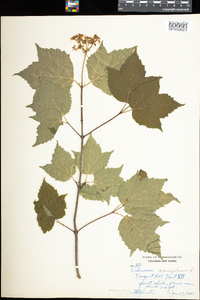 Viburnum acerifolium image