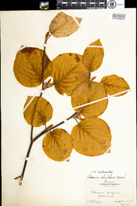 Viburnum lantanoides image